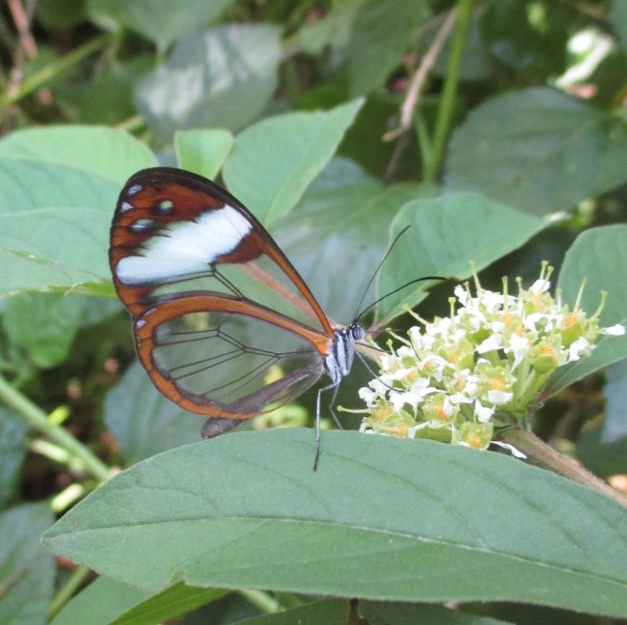 Rumi Wilco Ecolodge&Nature Reserve Vilcabamba Exterior foto