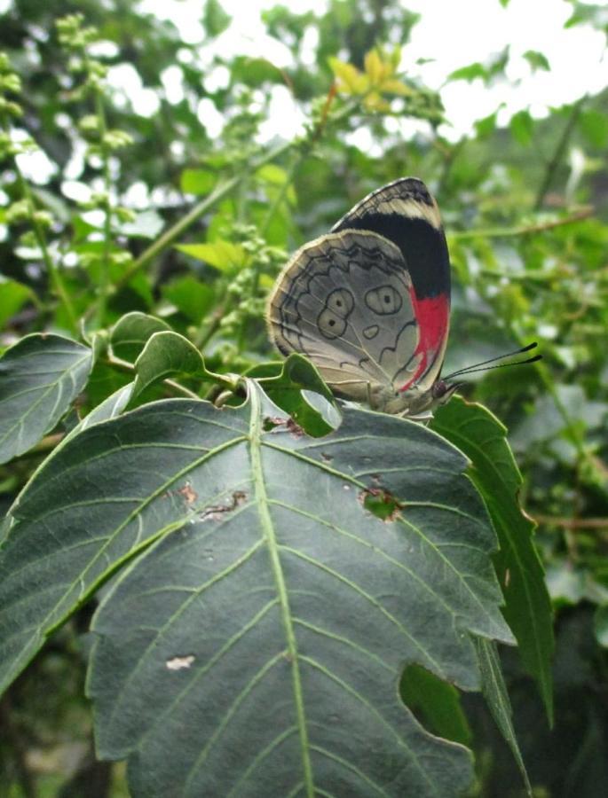 Rumi Wilco Ecolodge&Nature Reserve Vilcabamba Exterior foto