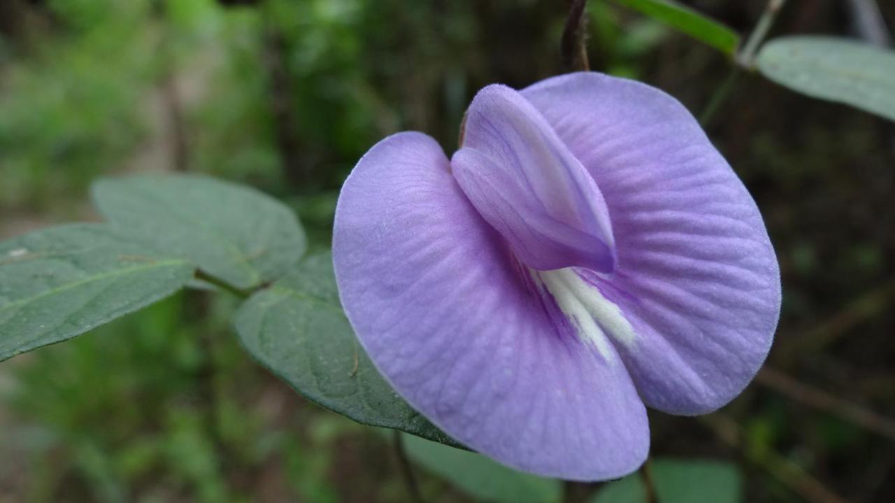 Rumi Wilco Ecolodge&Nature Reserve Vilcabamba Exterior foto